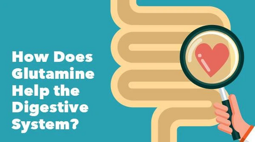 How Does Glutamine Help the Digestive System?